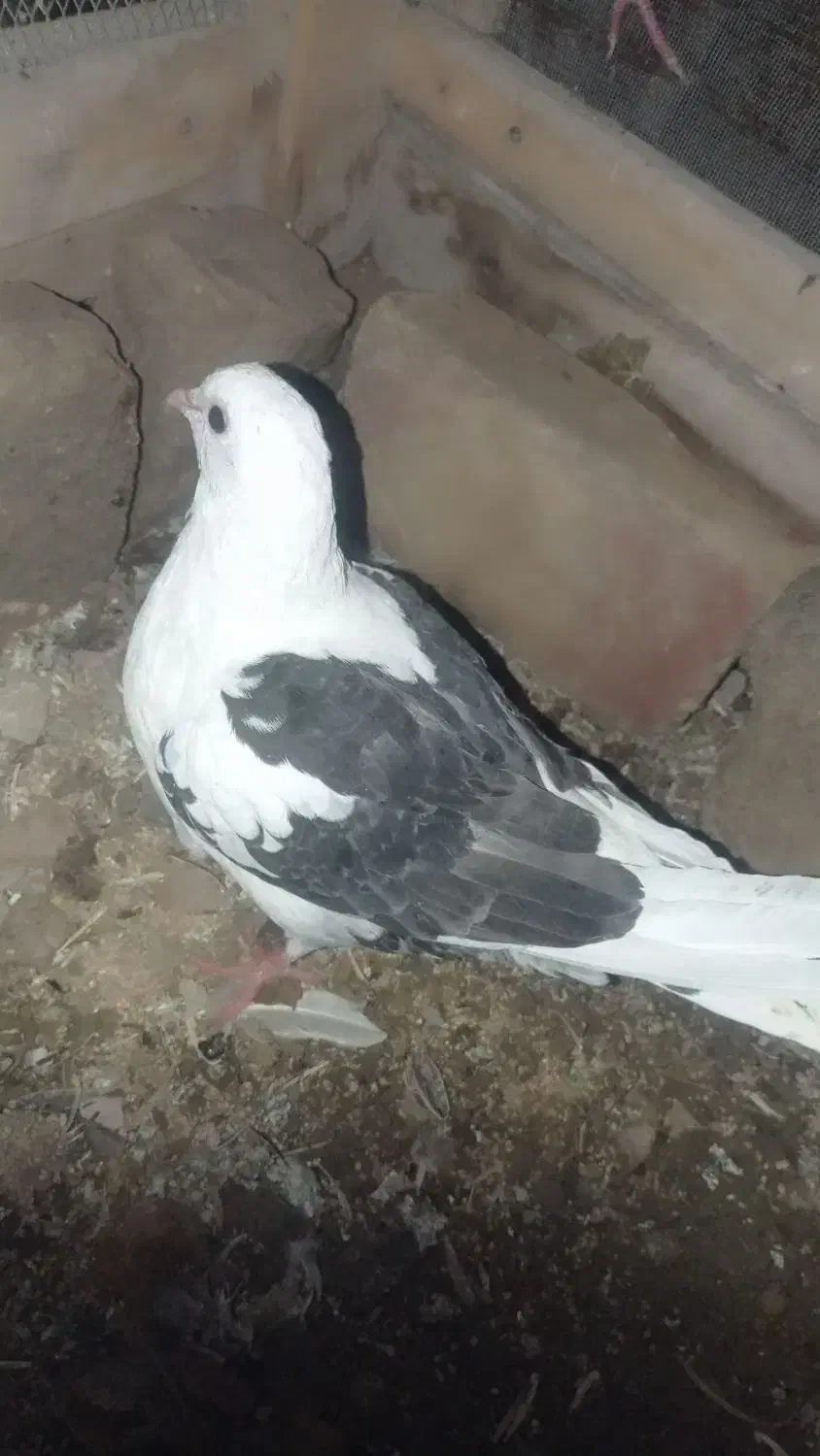 کبوتر دوکت|پرنده|سراوان, |دیوار