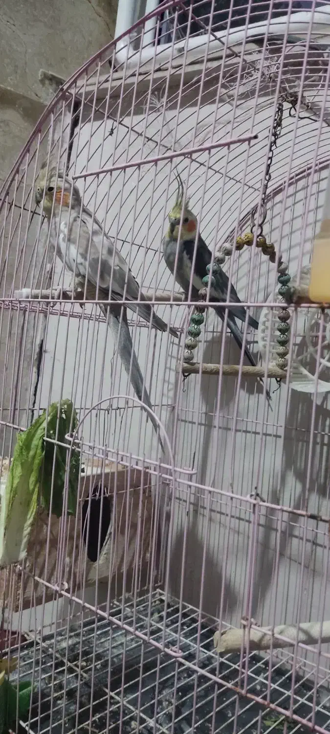 عروس هلندی جفت  بالغ|پرنده|لاهیجان, کوی زمانی|دیوار