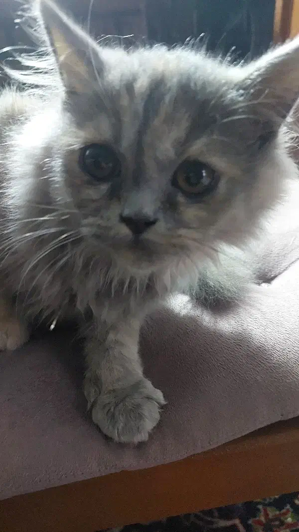 گربه|گربه|رامسر, |دیوار