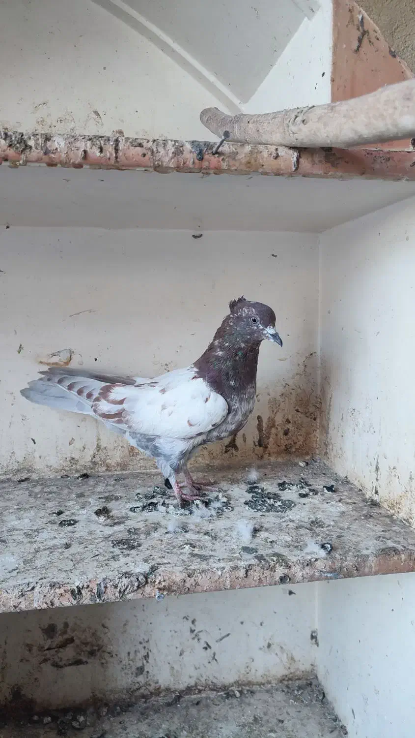 کبوتر کله‌دار3عدد|پرنده|سنندج, |دیوار