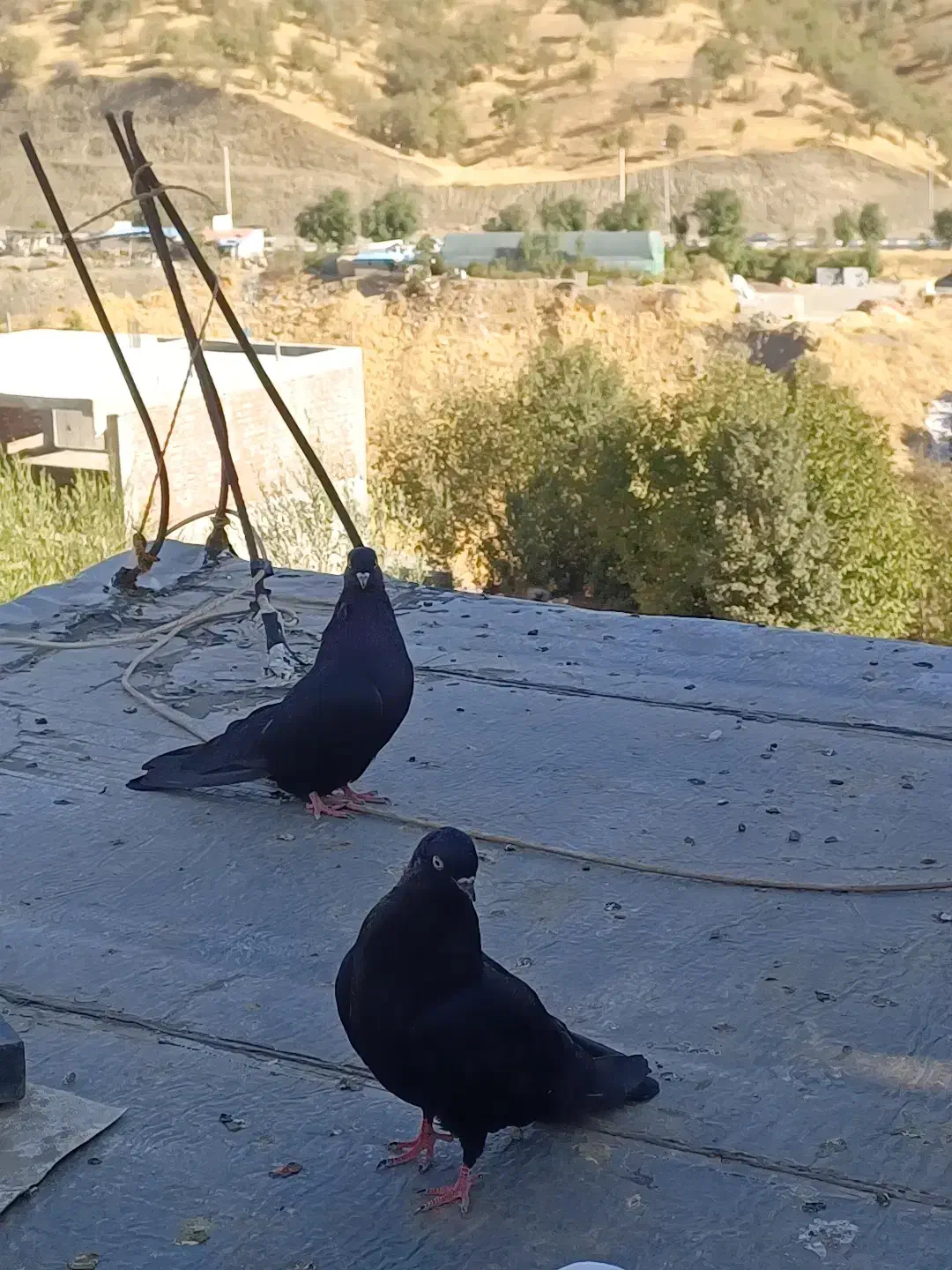 کبوتری|پرنده|ارومیه, |دیوار