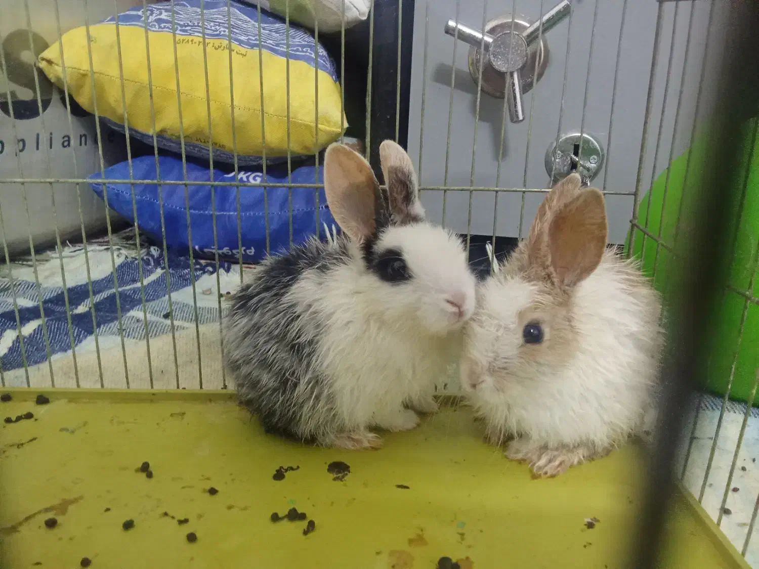 خرگوش|موش و خرگوش|ماهان, |دیوار