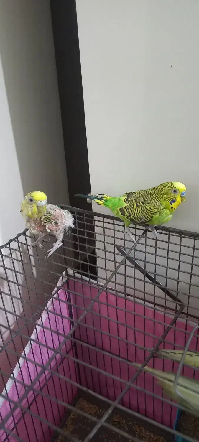 مرغ عشق نر.ماده|پرنده|خوی, |دیوار