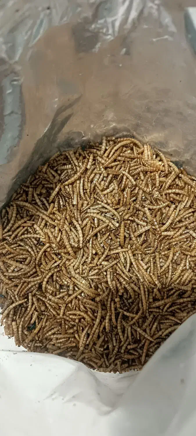 کرم میلورم خشک|خزنده|تبریز, |دیوار