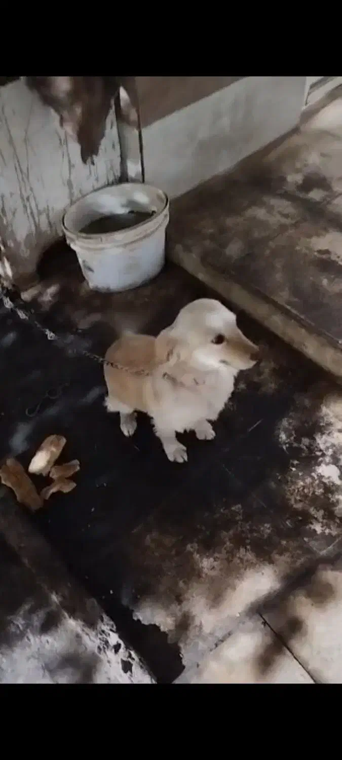 سگ پاکوتاه|سگ|جوادآباد, |دیوار