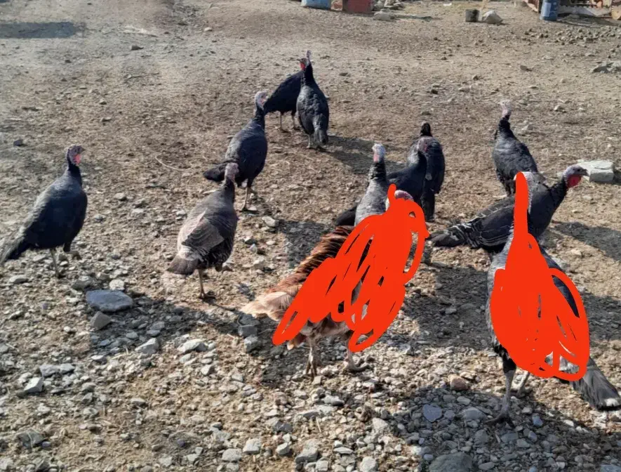 هشت تا بوقلمون ماده|حیوانات مزرعه|نقده, |دیوار