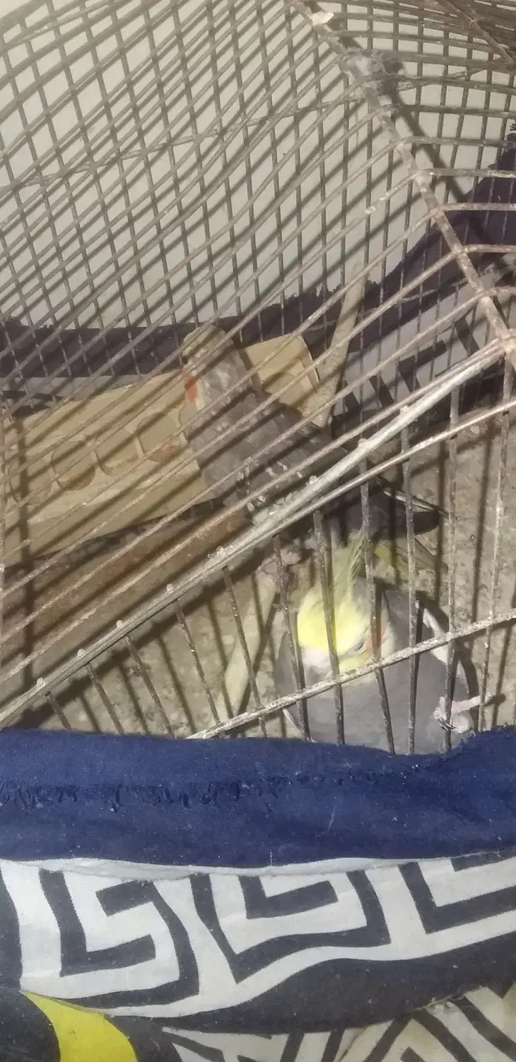 عروس هلند|پرنده|رامیان, |دیوار