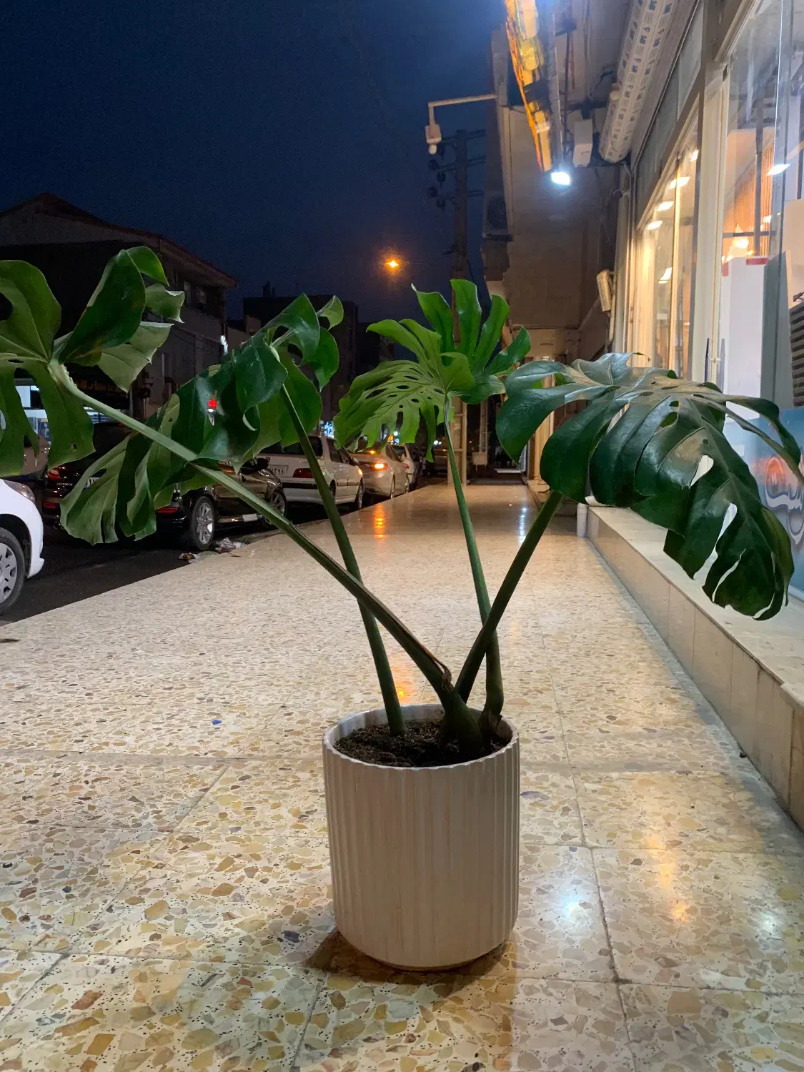 برگ انجیری|گل و گیاه طبیعی|پارسآباد, |دیوار