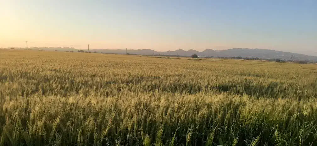 اجاره یکساله زمین کشاورزی روستای سنا|اجارهٔ دفتر صنعتی، کشاورزی، تجاری|شنبه و طسوج, |دیوار