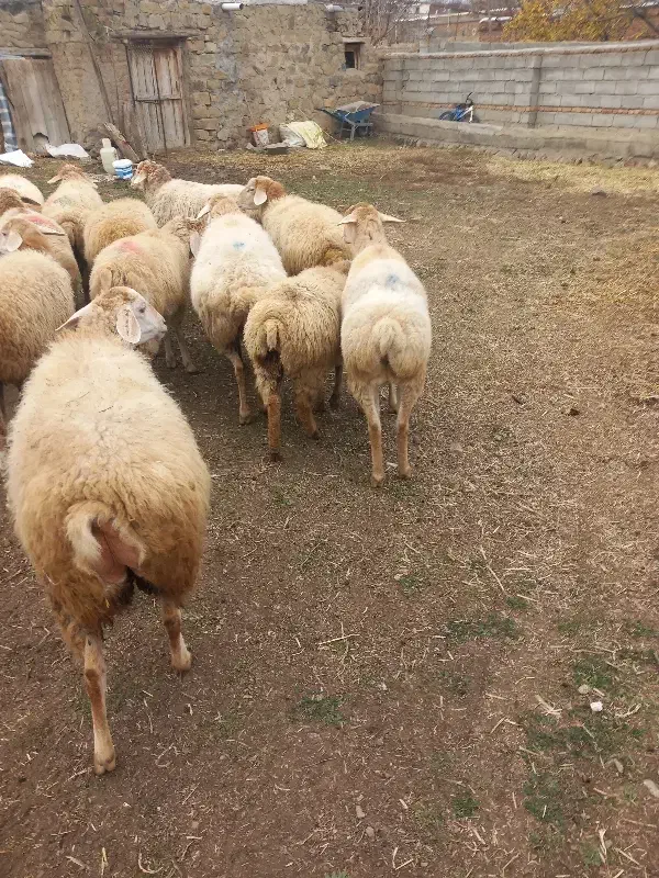 بره ماده|حیوانات مزرعه|آبش احمد, |دیوار