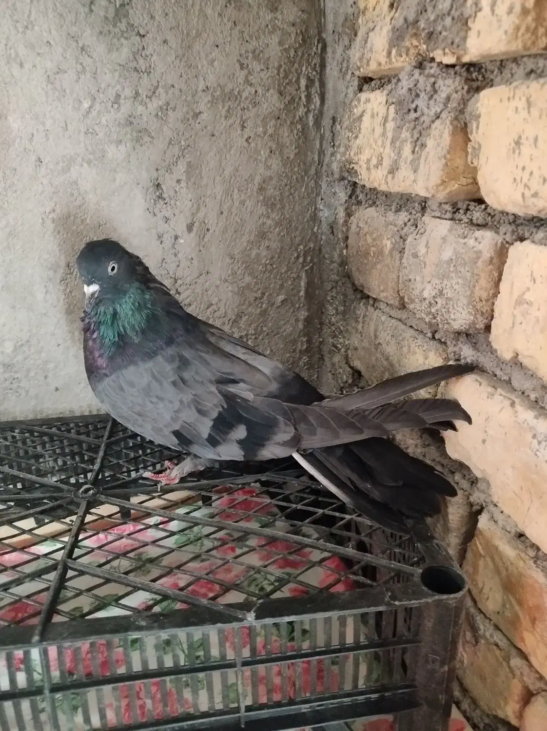 کبوتر پر|پرنده|فرخ‌شهر, |دیوار