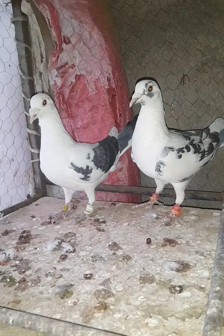 کاشمر|پرنده|کاشمر, |دیوار