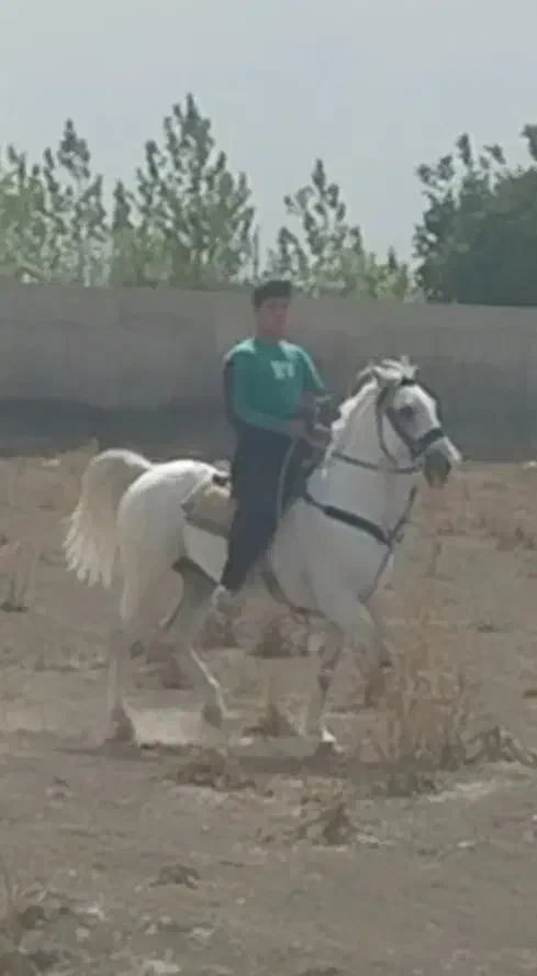 اسب کرد|اسب و تجهیزات اسب‌سواری|تهران, فلسطین (میدان انقلاب)|دیوار