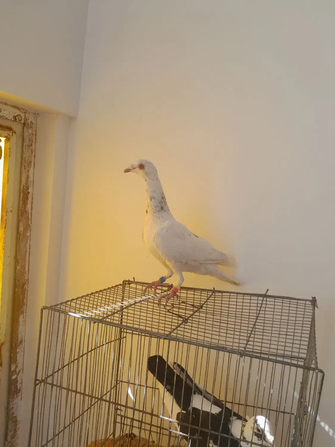 کفتر جوون|پرنده|کاشمر, |دیوار