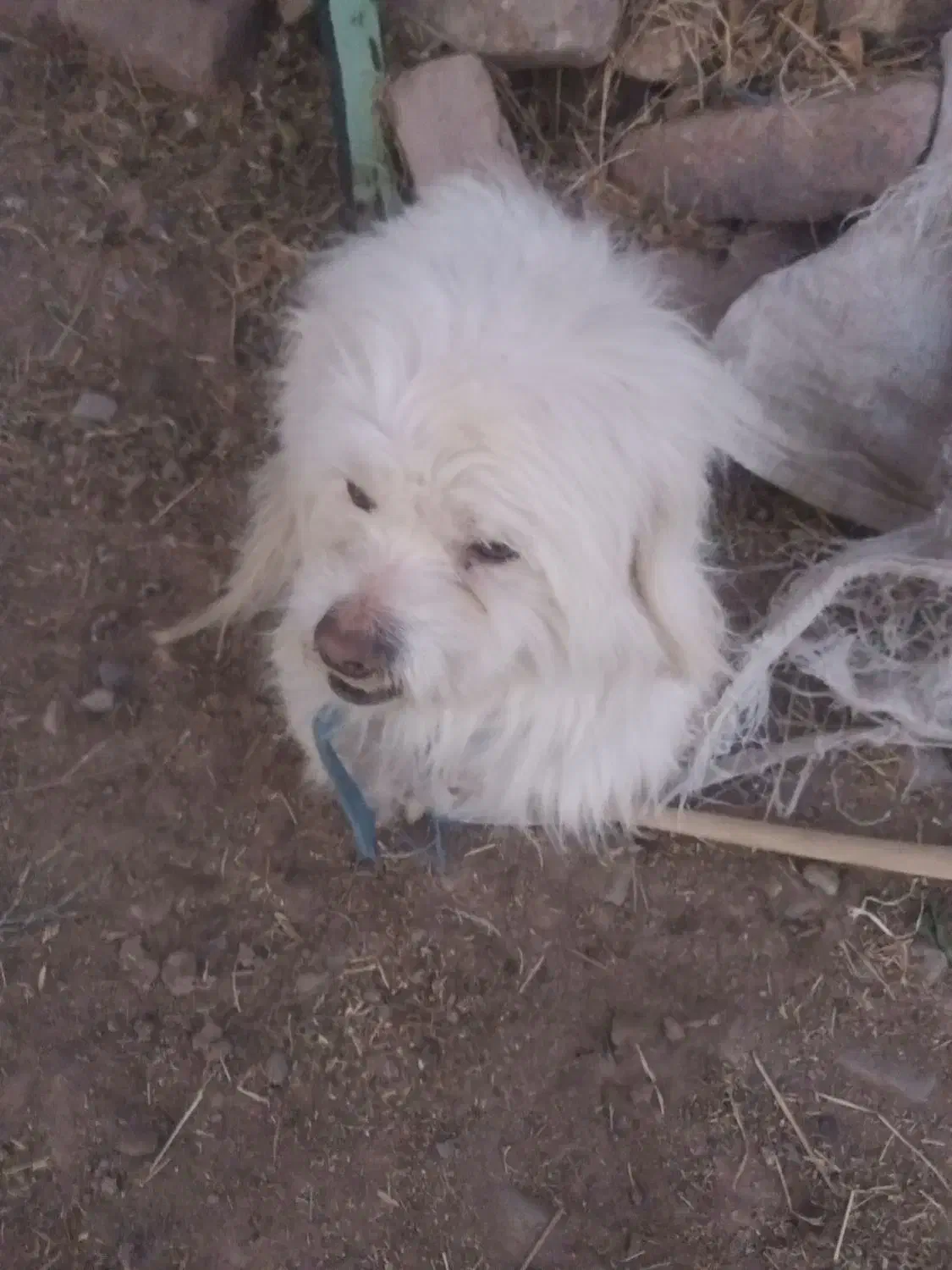 واگذاری سگ پاکوتاه نر پشمالو 11ماهه|سگ|بم, |دیوار