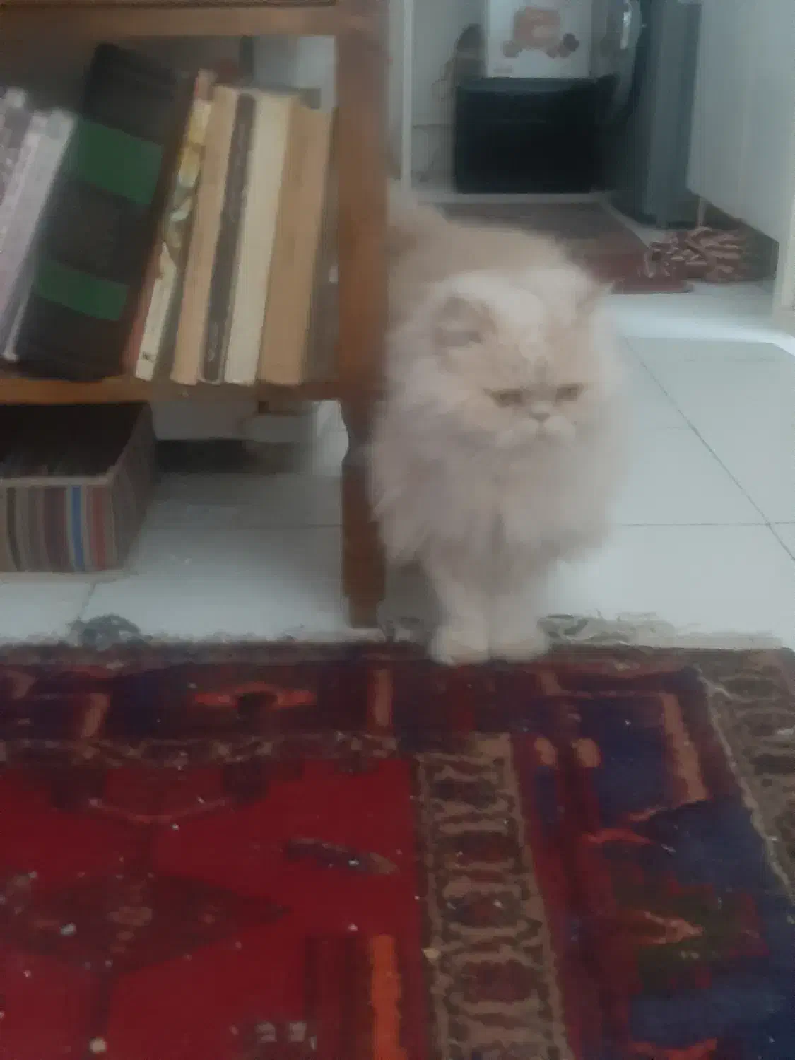 واگذاری گربه پرشین|گربه|شهریار, شهریار|دیوار