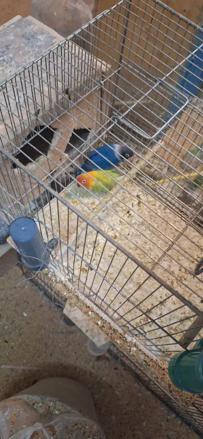 تعدادی کوتوله و فنچ|پرنده|اردکان, |دیوار