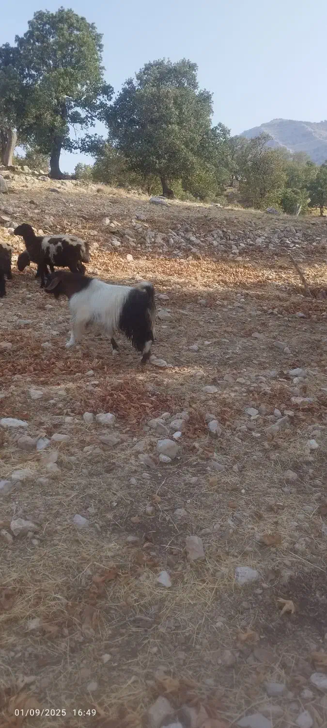 فروش یه راس چپش جوان نژاد دار و سرحال|حیوانات مزرعه|لوداب, |دیوار