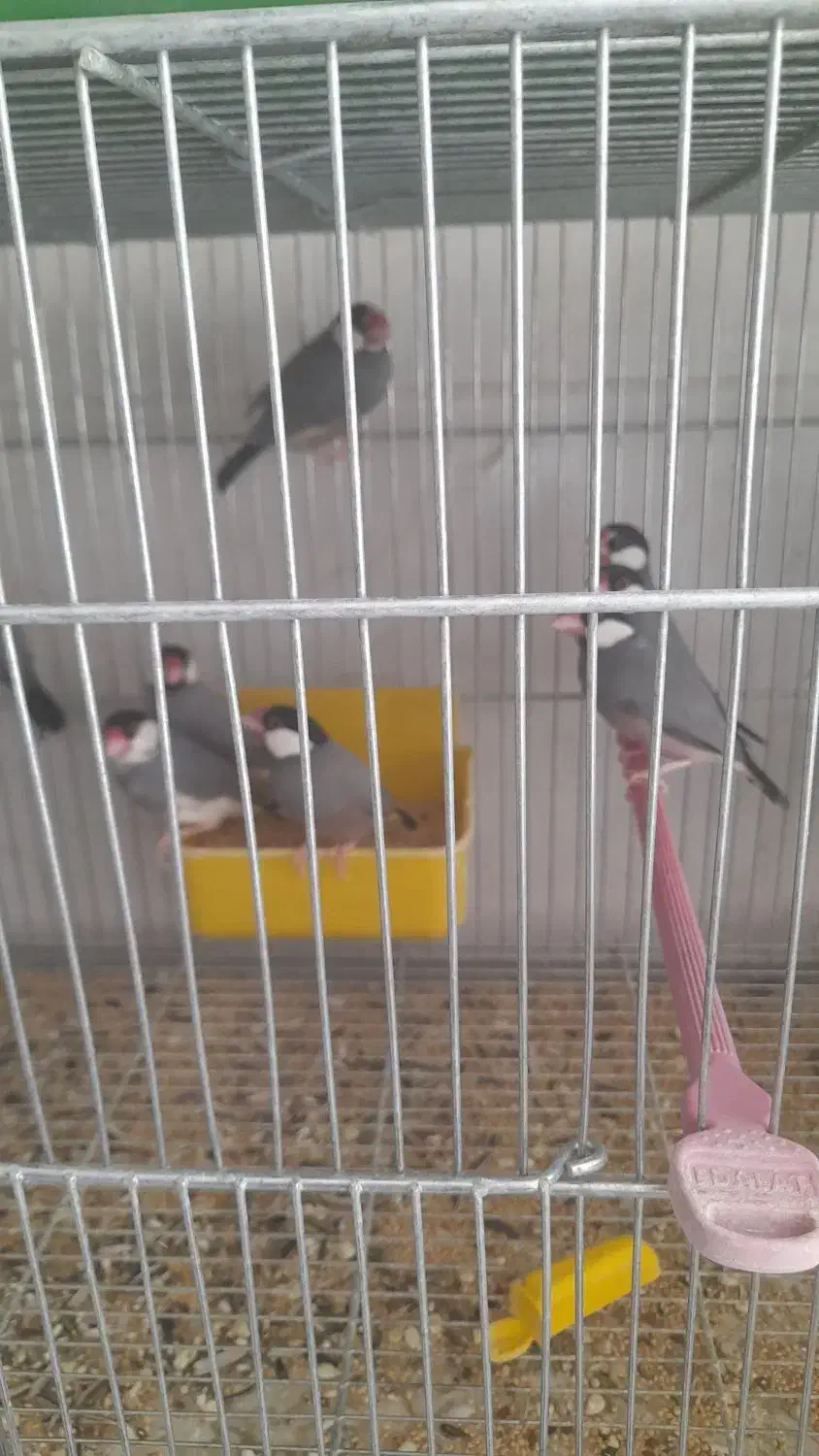 فروش تعدادی فنج نرگسی مولد سالن|پرنده|فولادشهر, مسکن مهر فولادشهر|دیوار