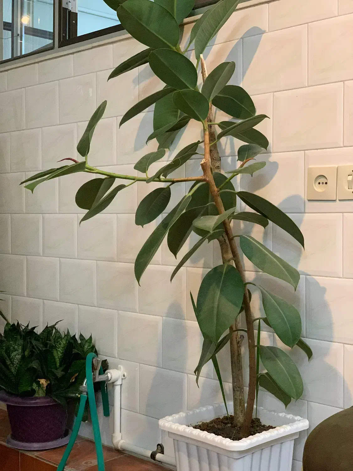 گل فیکوس|گل و گیاه طبیعی|اهر, |دیوار