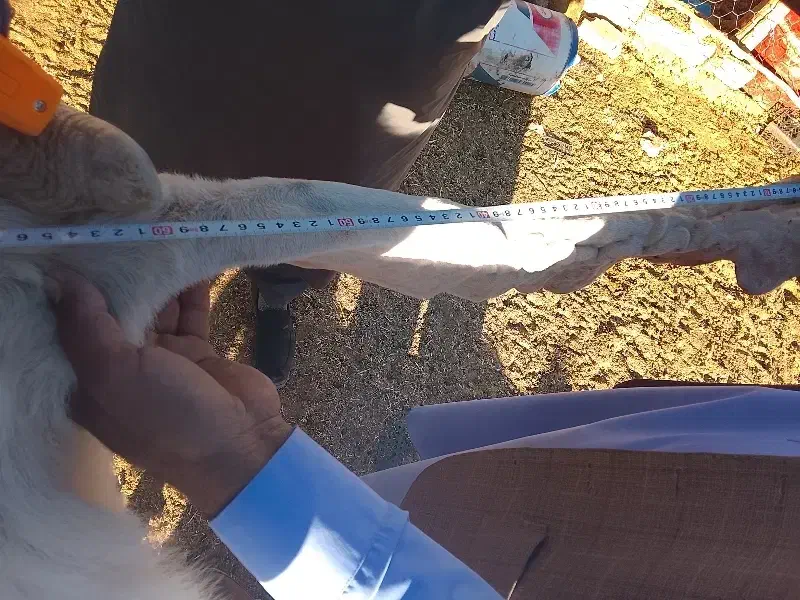 بز نر نژاد گلابی|حیوانات مزرعه|خاش, |دیوار