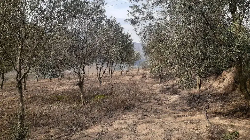 فروش ملک|فروش زمین و ملک کلنگی|رستم‌آباد, |دیوار