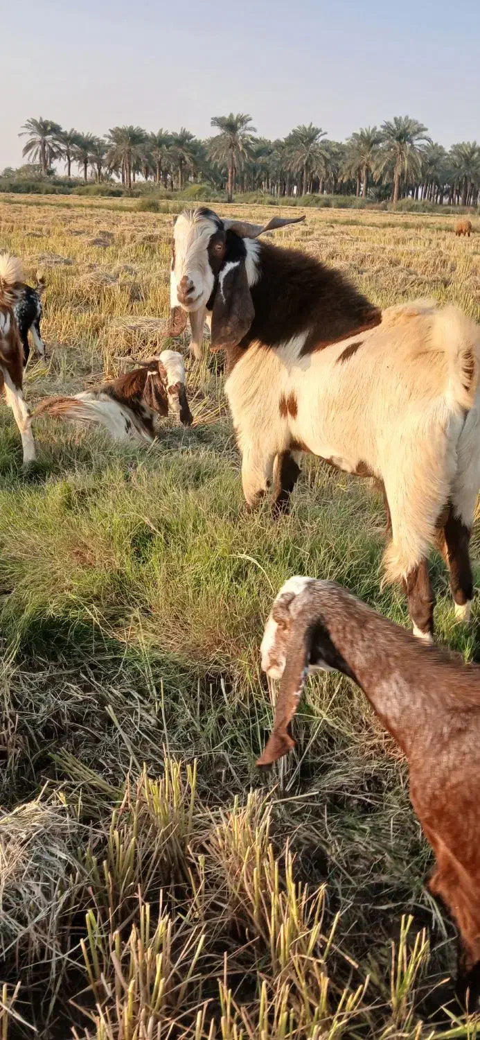 باسلام دو عدد بز نر درجه یک|حیوانات مزرعه|کارون, |دیوار