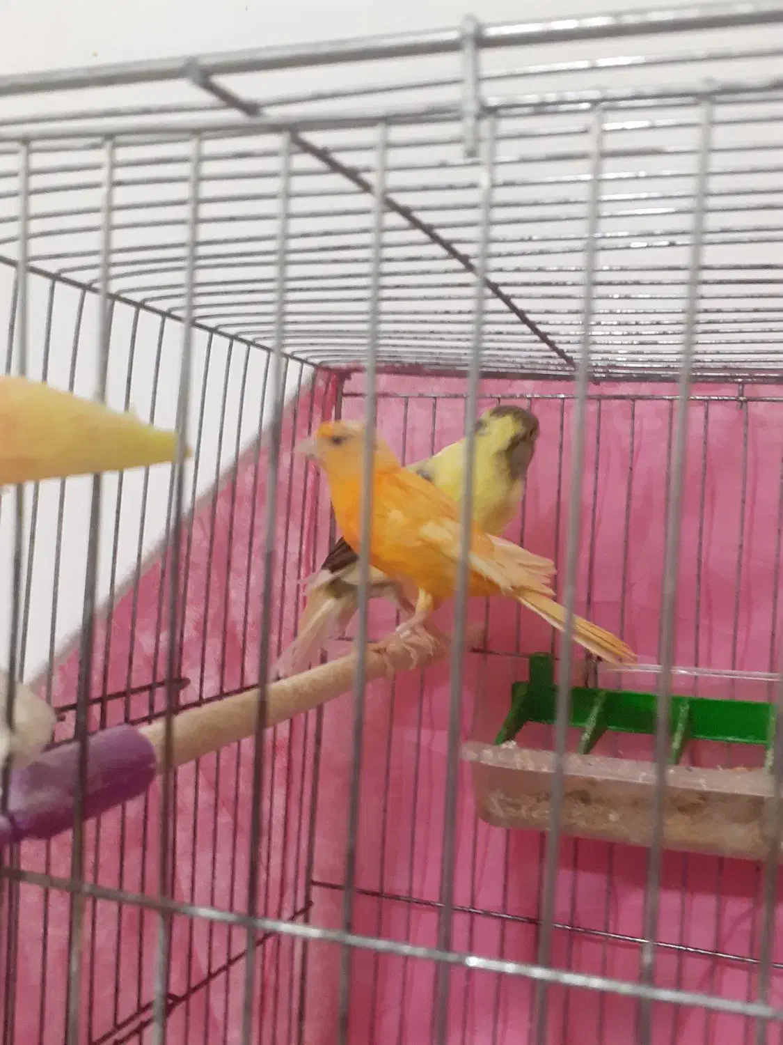 ابلق فری و سرخ.دوتا شون هم ماده است.الکی پیام ندین|پرنده|اسفراین, |دیوار