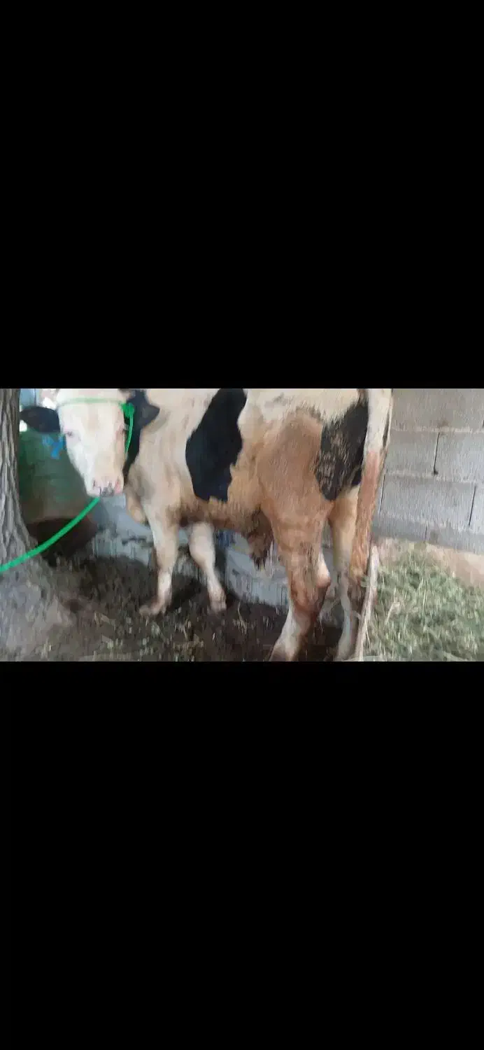 گوساله نر سیمینتال اصل کردستان|حیوانات مزرعه|طاهرگوراب, |دیوار