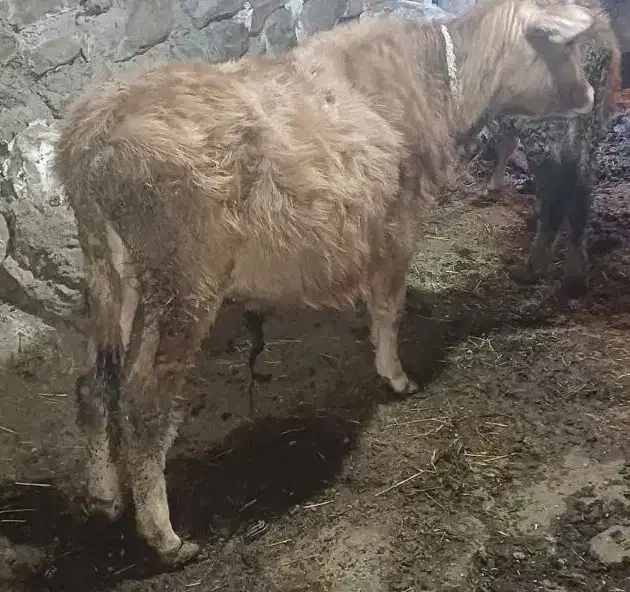 یک‌گوساله‌نر|حیوانات مزرعه|هوراند, |دیوار