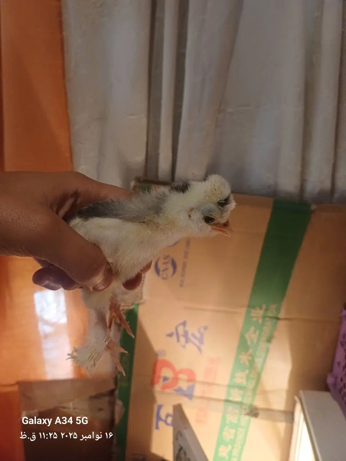 فروش جوجه|حیوانات مزرعه|لنگرود, |دیوار