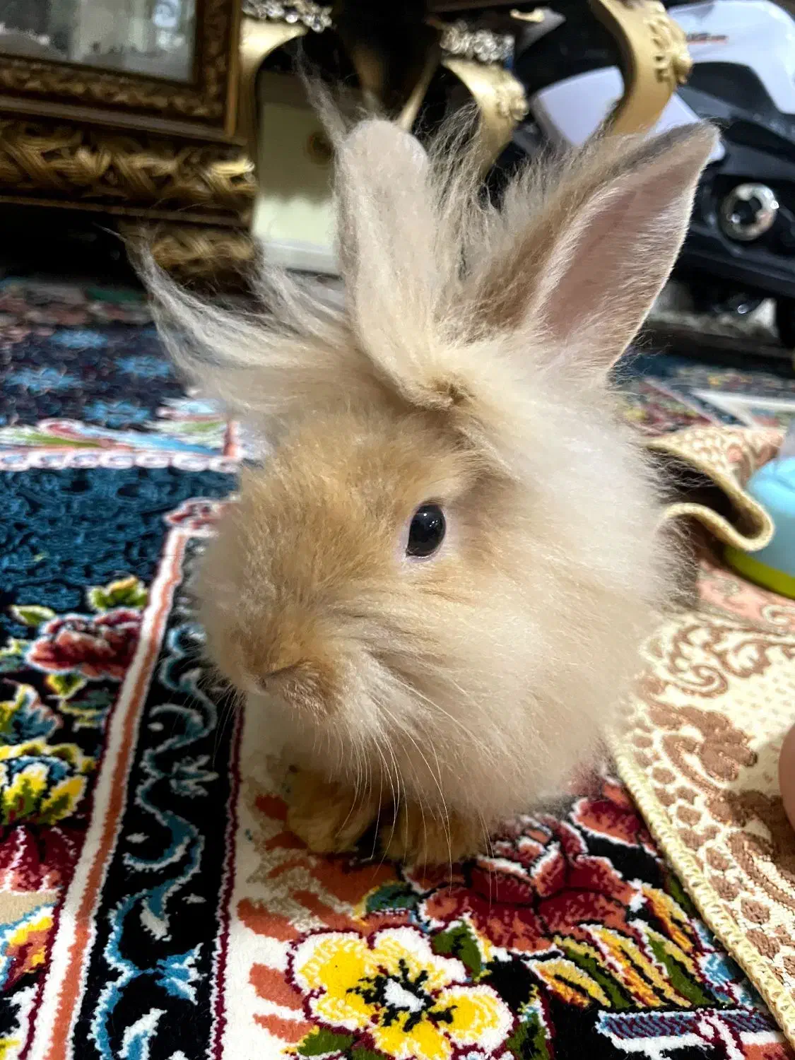 خرگوش لیون هد خارجی|موش و خرگوش|تبریز, |دیوار