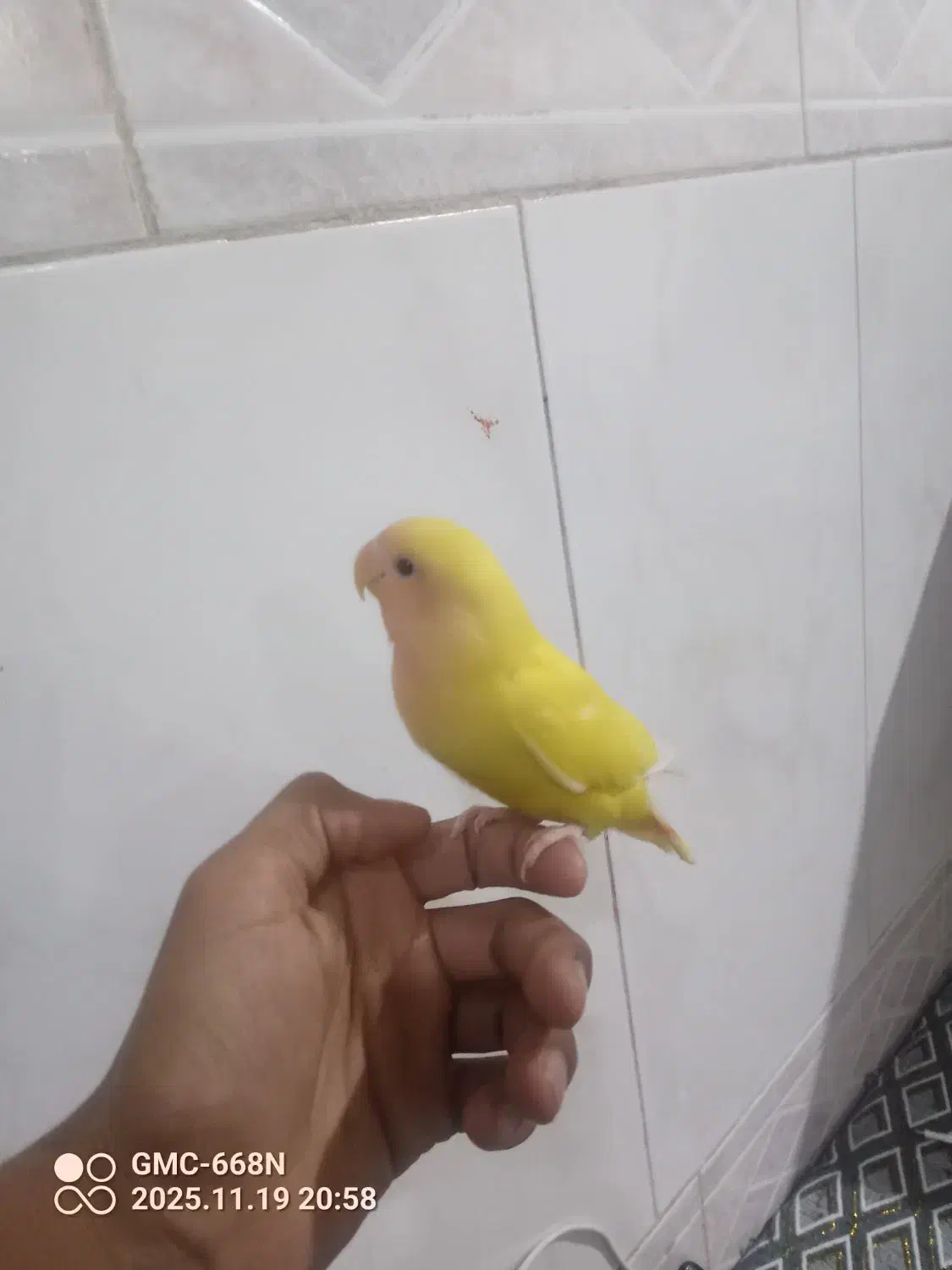 طوطی صورت هلویی|پرنده|فهرج, |دیوار