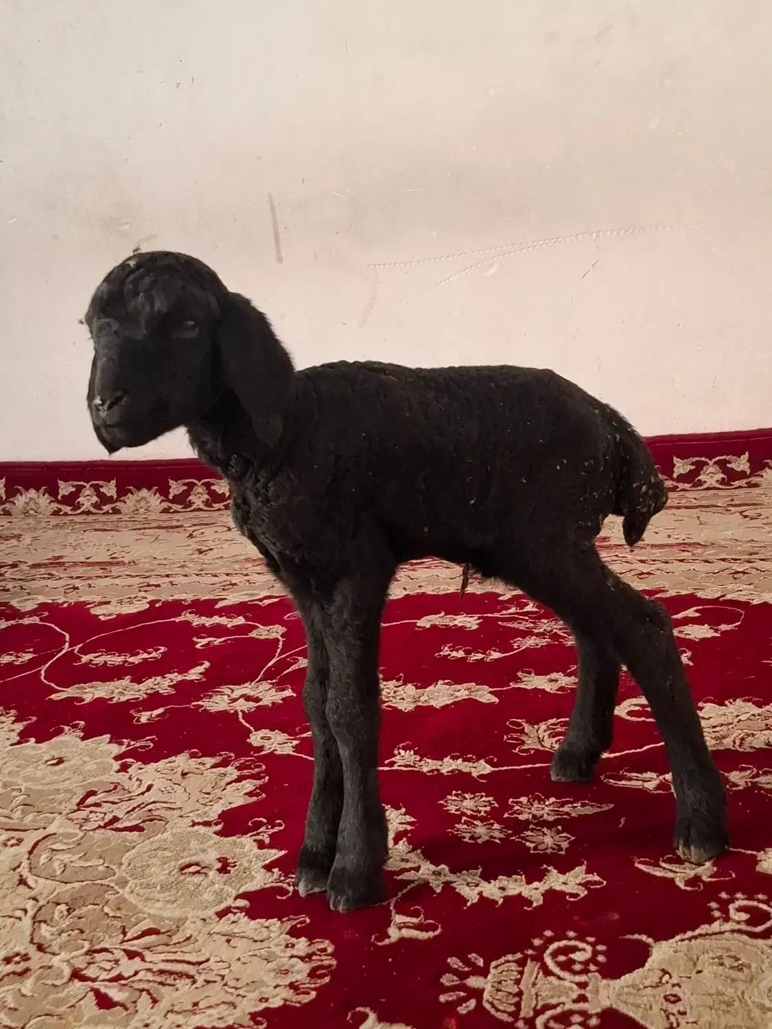 بره شیری|حیوانات مزرعه|پاکدشت, پاکدشت (مامازند)|دیوار