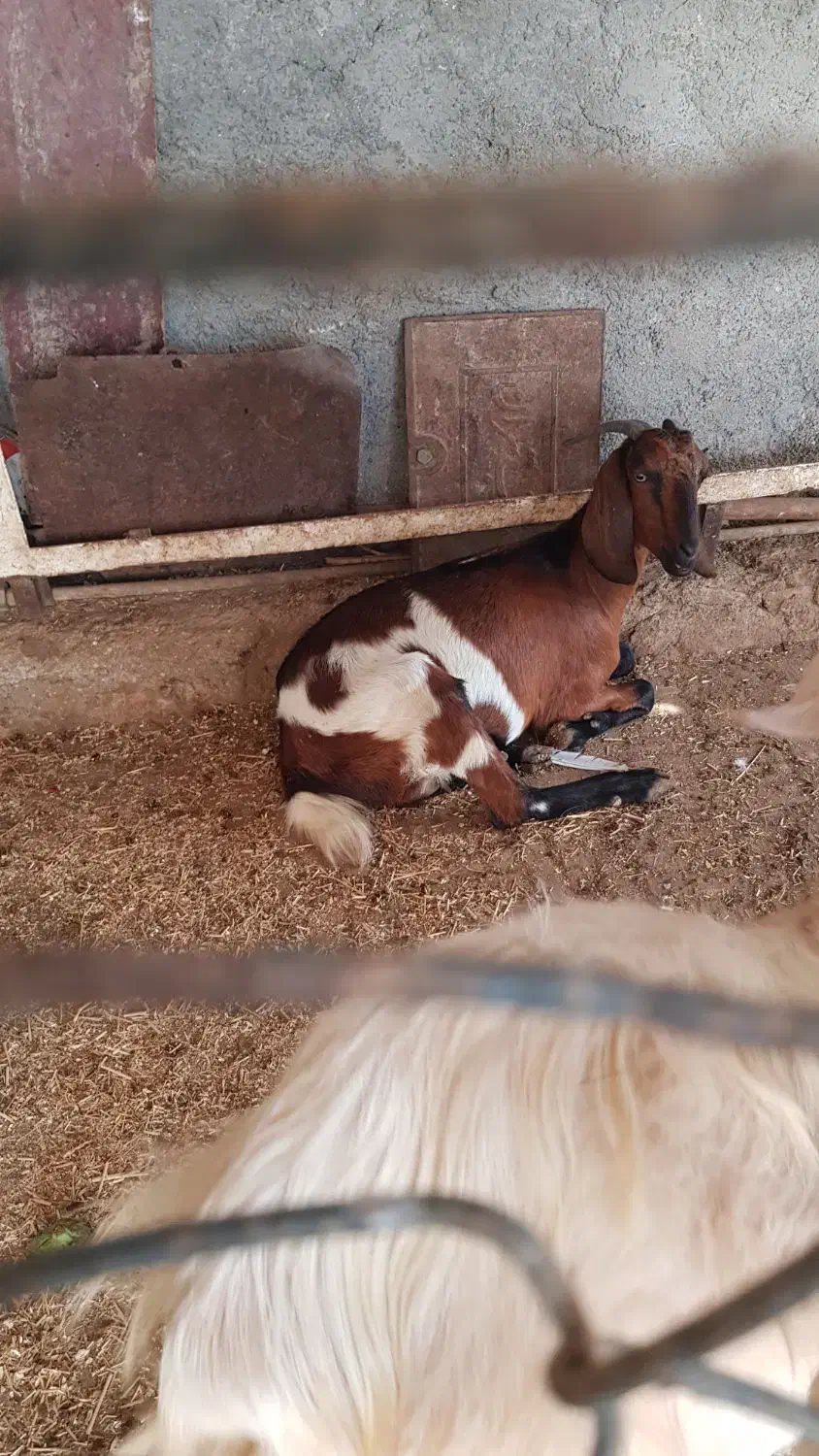 بز دورگ|حیوانات مزرعه|خورموج, |دیوار