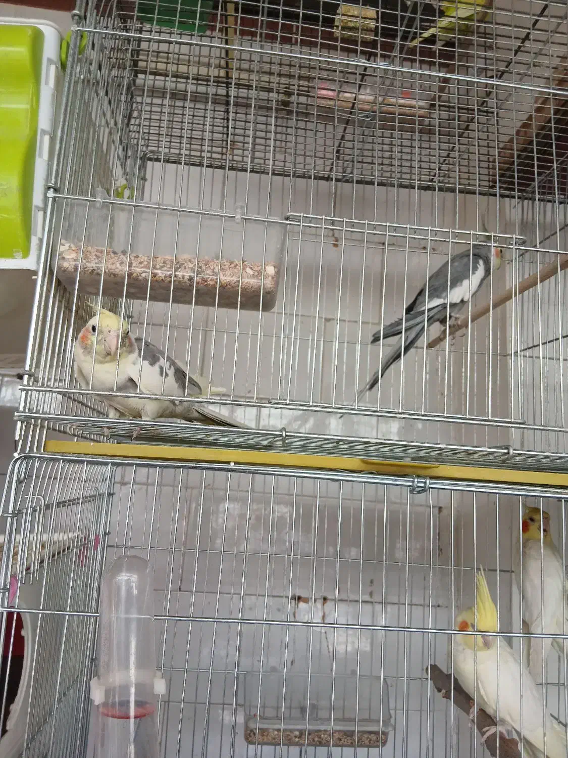 پرنده|پرنده|سنندج, |دیوار