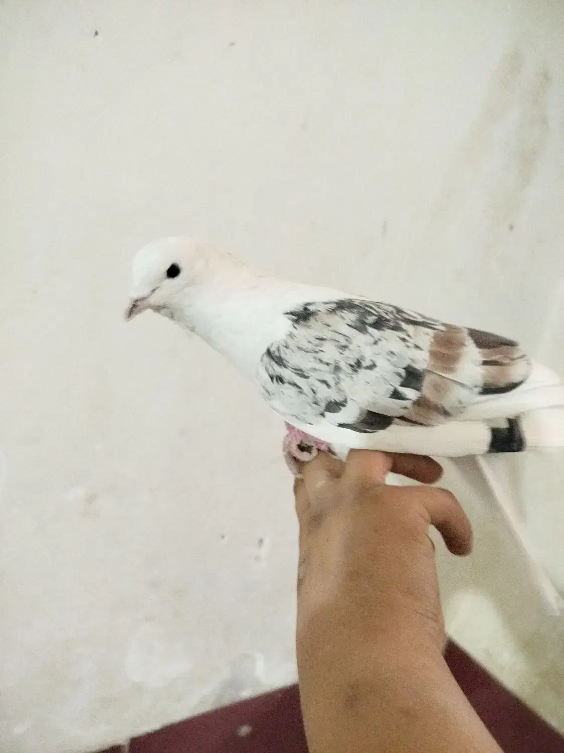 کفتر فروشی|پرنده|قم, علی آباد سعدگان|دیوار