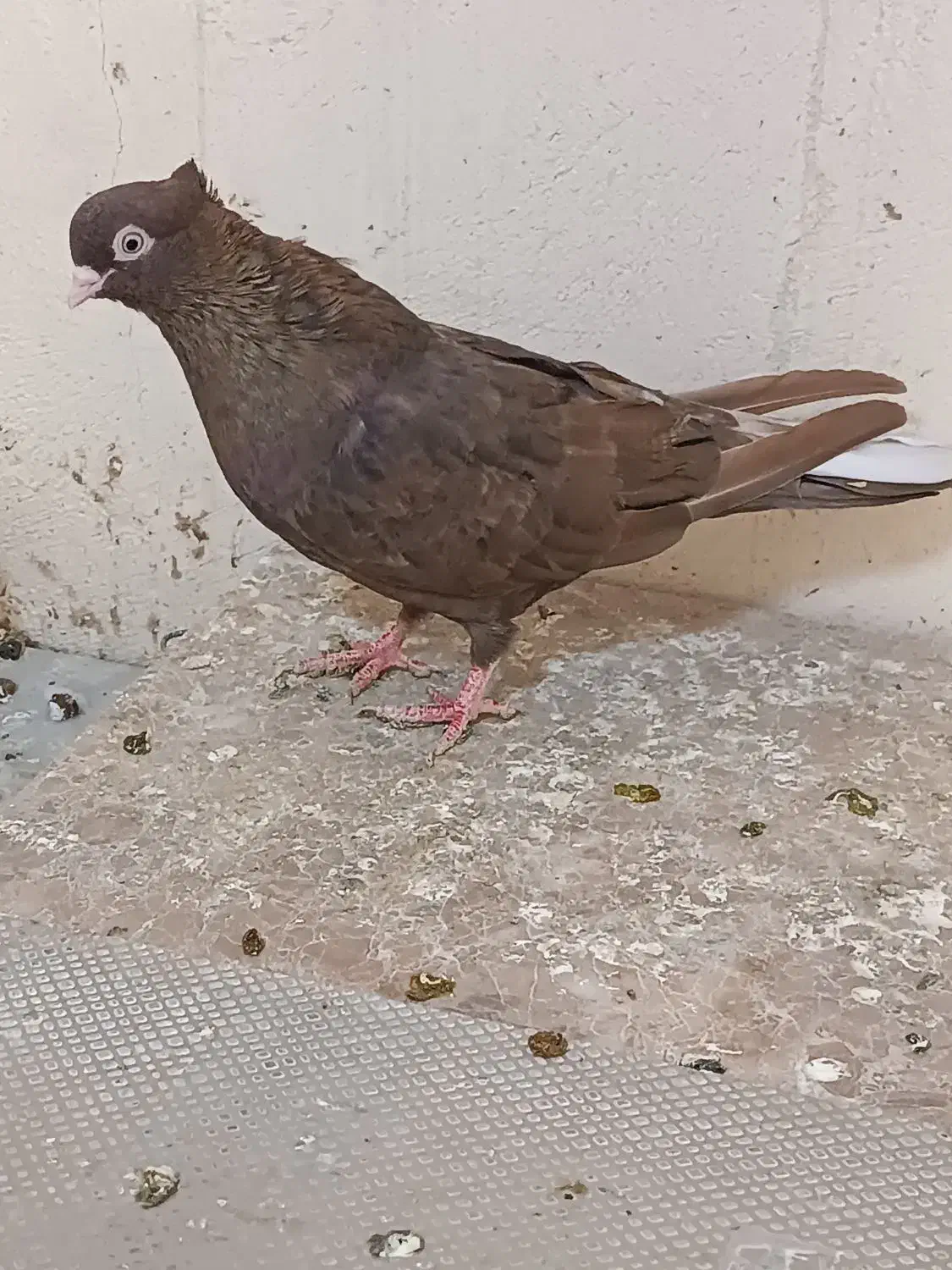 سوسنی و صرب|پرنده|مسجد سلیمان, |دیوار