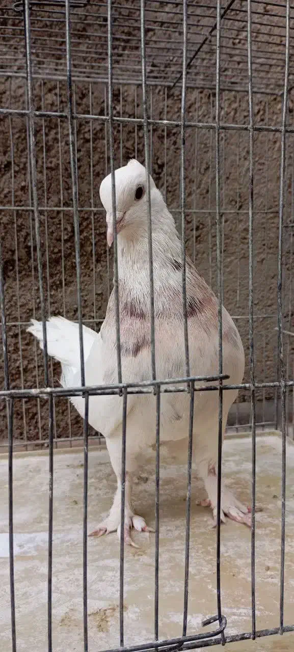 طوقی نر|پرنده|قم, هفت تیر|دیوار