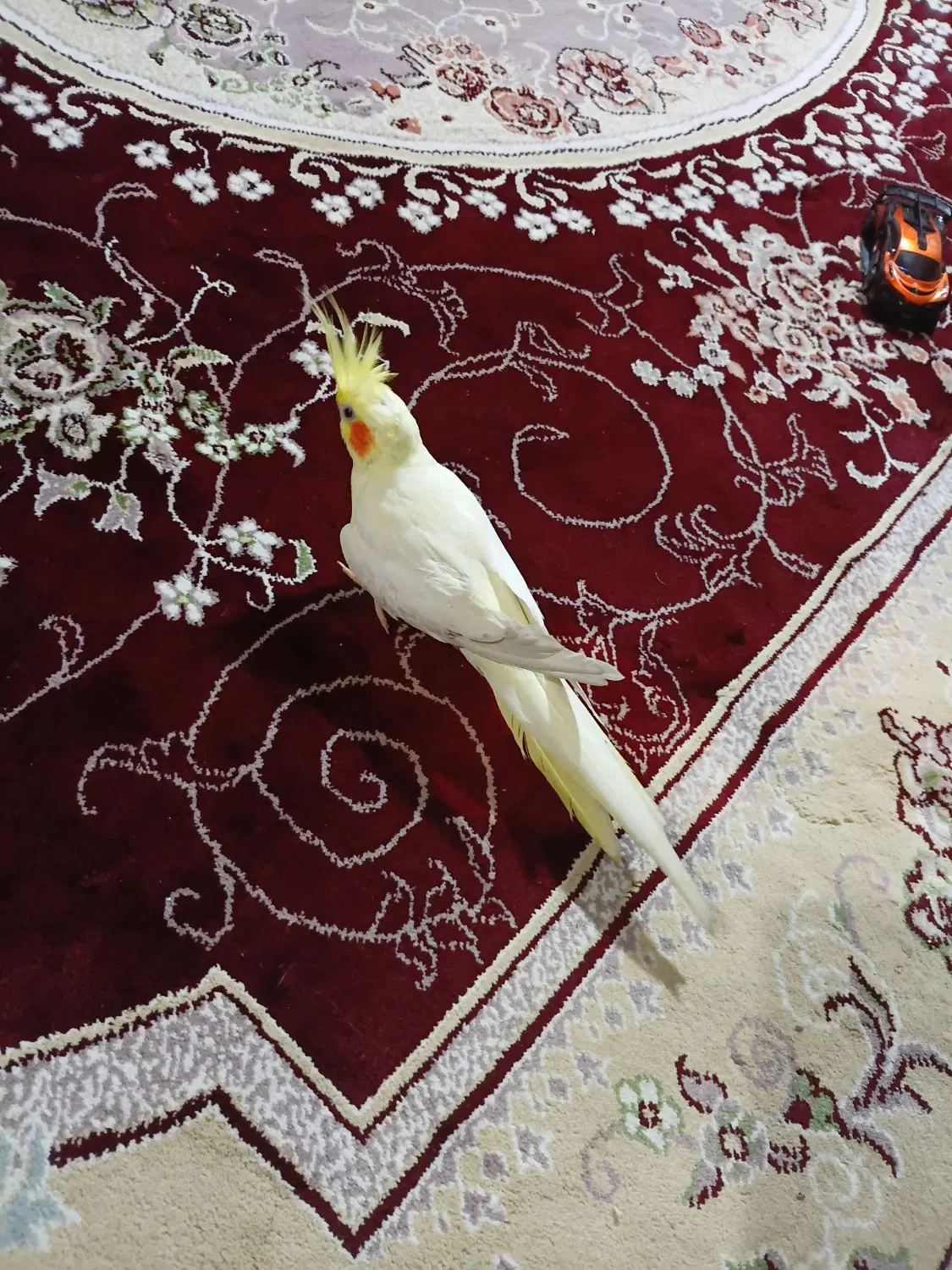 دو عدد عروس هلندی نر و ماده|پرنده|تهران, فرمانیه|دیوار