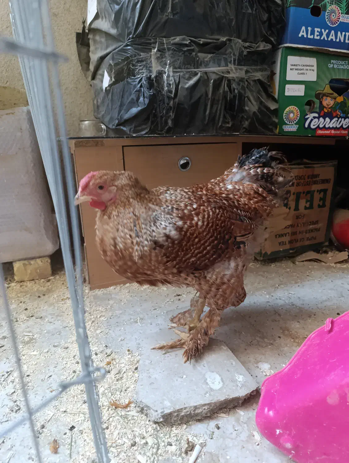 دو عدد خروس برهما|حیوانات مزرعه|تهران, پردیسان|دیوار