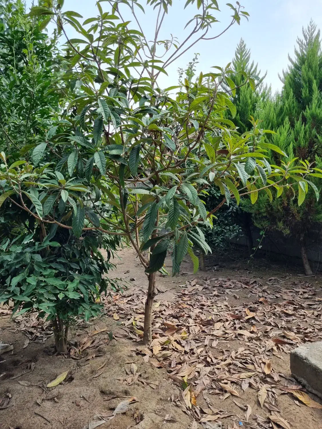 خانه باغ در منطقه آزاد انزلی،چپرپرد زمان|فروش خانه و ویلا|خشکبیجار, |دیوار