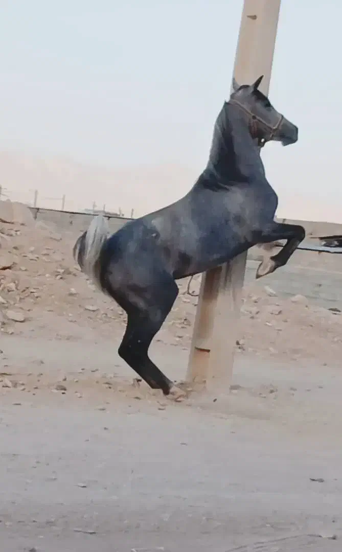 فروش کره مادیون|اسب و تجهیزات اسبسواری|رونیز, |دیوار