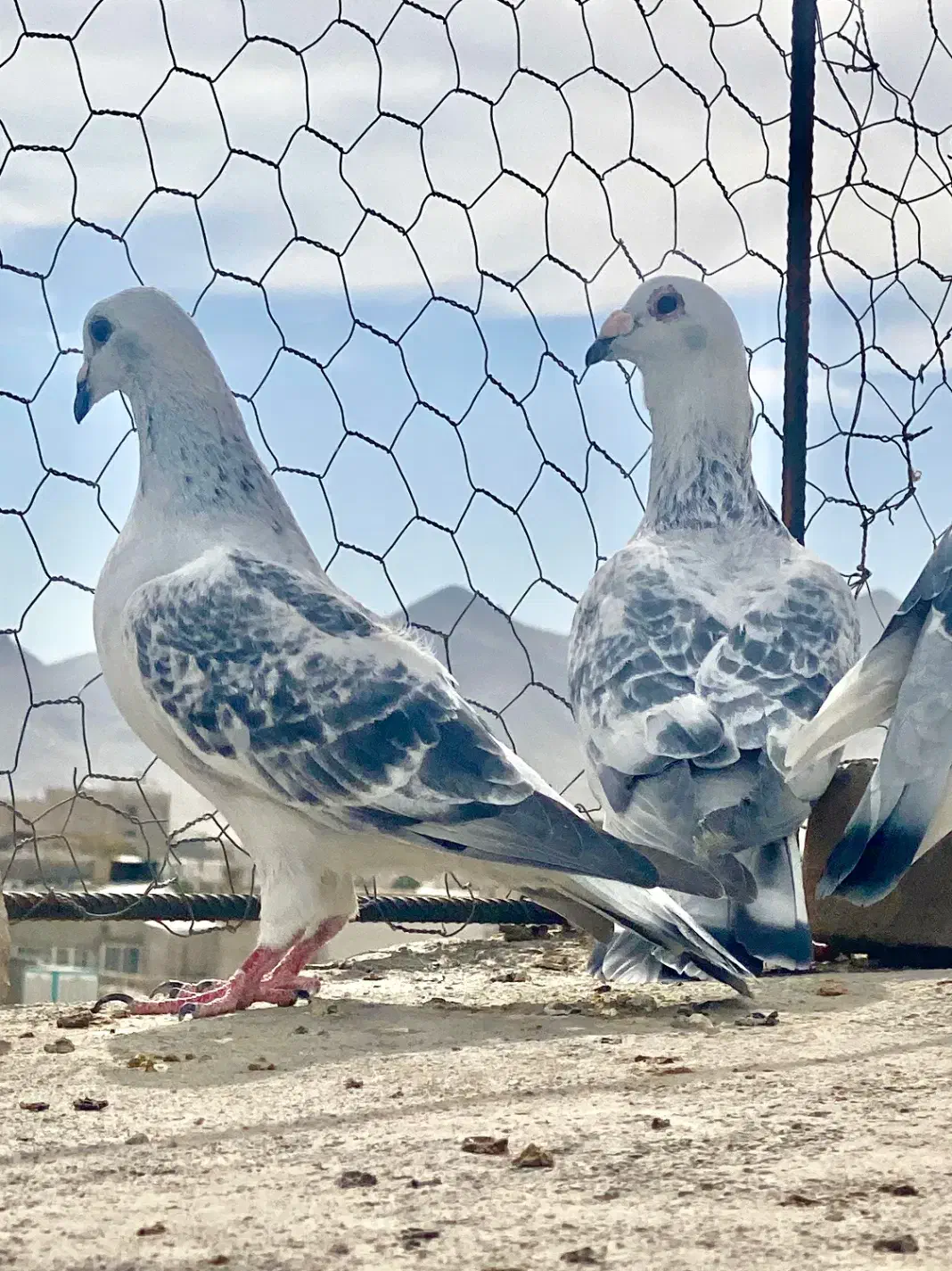 جفتگاه شامی مینا شامی ساده سیا|پرنده|تربت‌حیدریه, کلاته توکلی|دیوار