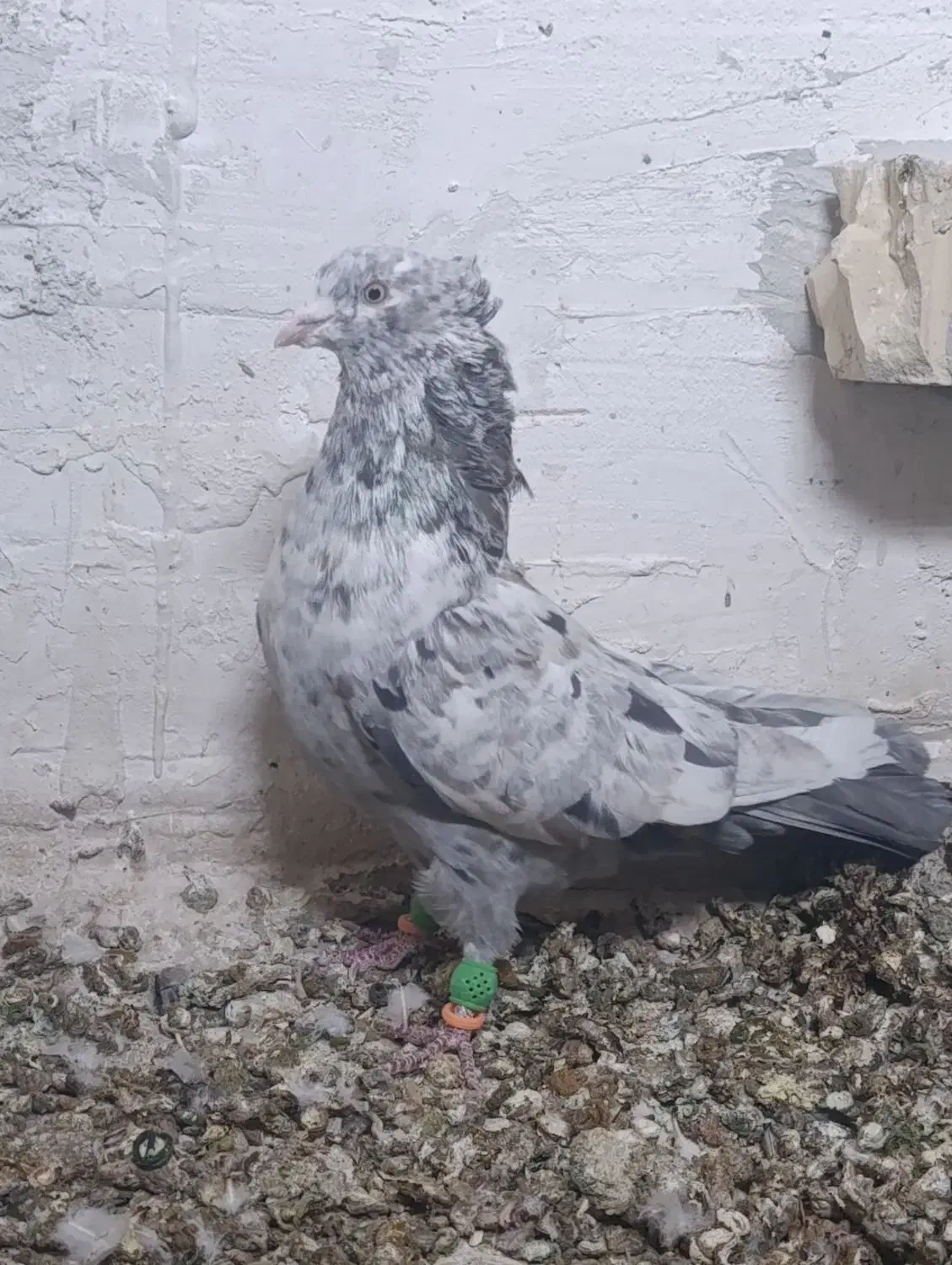 کفتر  هوایی|پرنده|مرودشت, شهرک مهدیه|دیوار