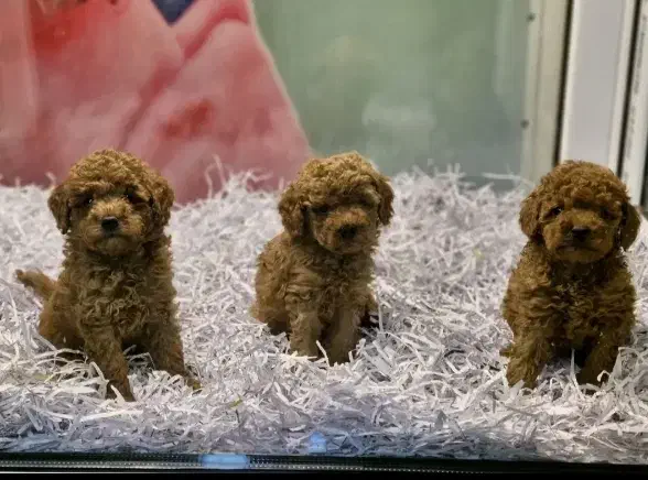 پودل رد دارک روشن زیر قیمت همه رنگ|سگ|مشهد, اقبال|دیوار