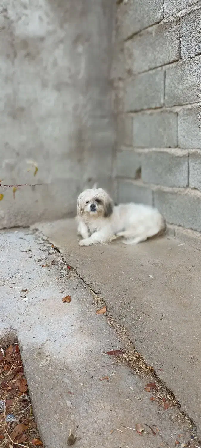 سگ شیتزو|سگ|شاهین دژ, |دیوار