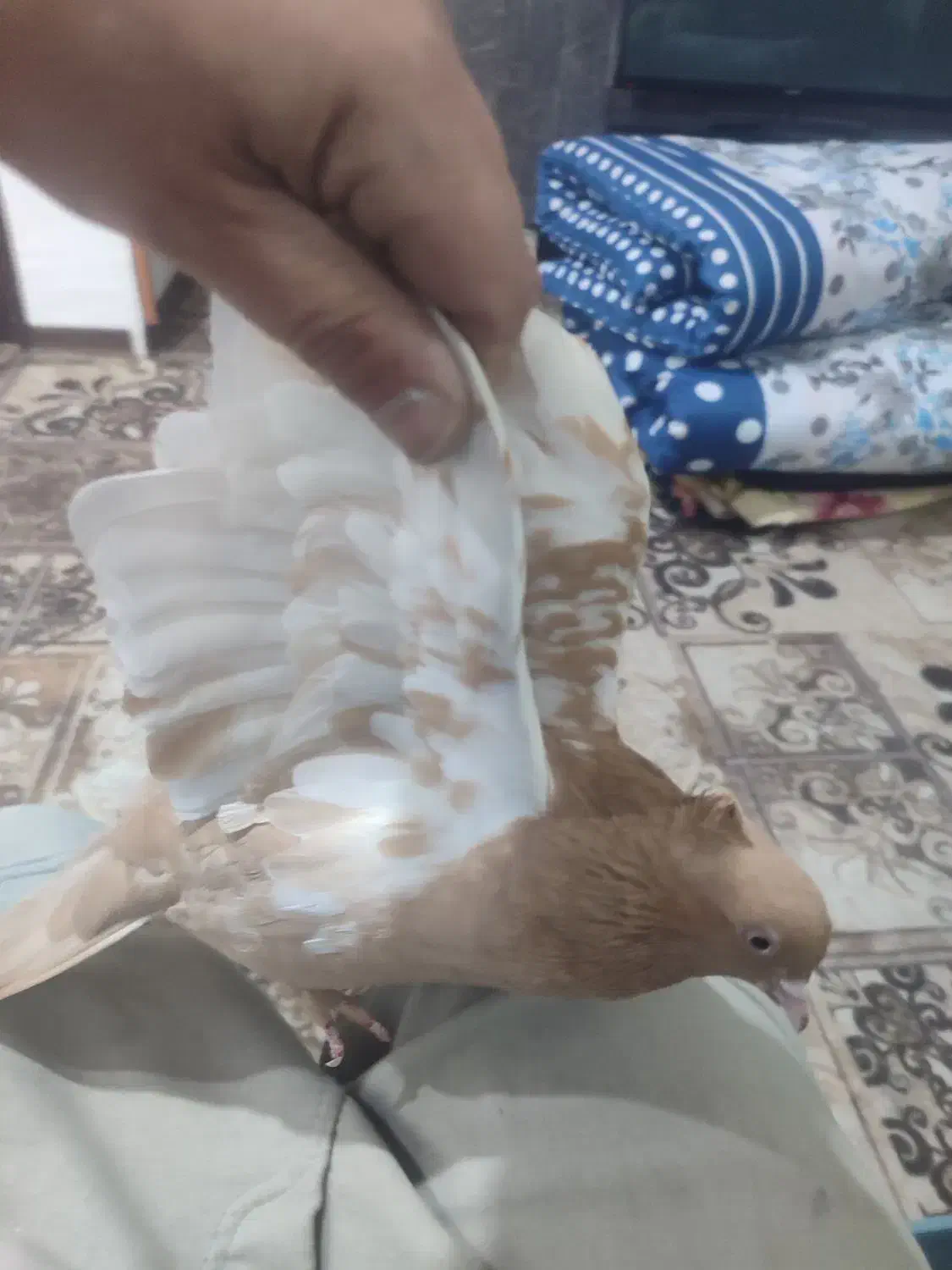 کبوتر سینه زرد و سبز پلاکی ماده|پرنده|شیراز, شیخ علی چوپان|دیوار