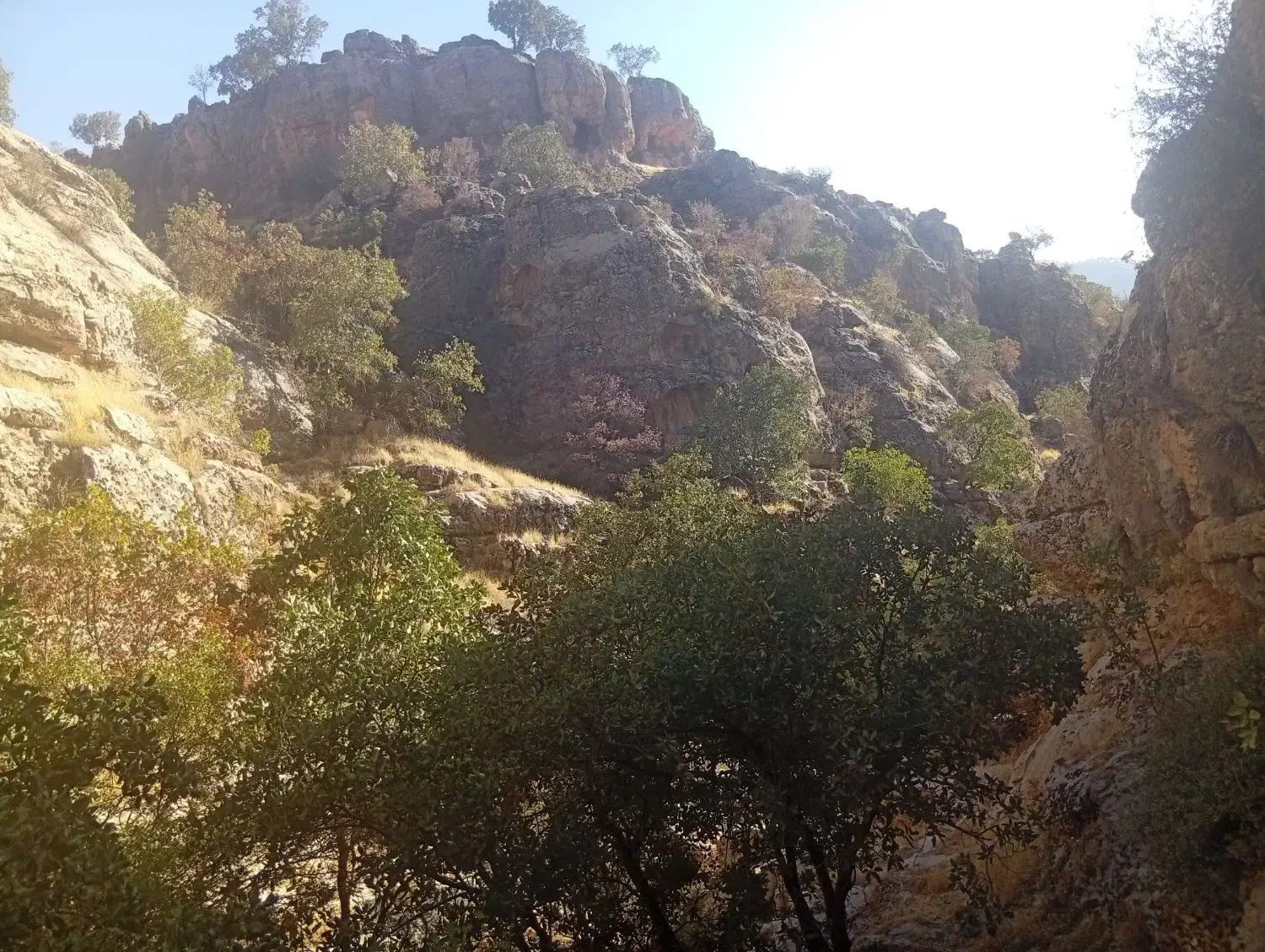 نخود پاییزه|عمده‌فروشی|زرنه, |دیوار