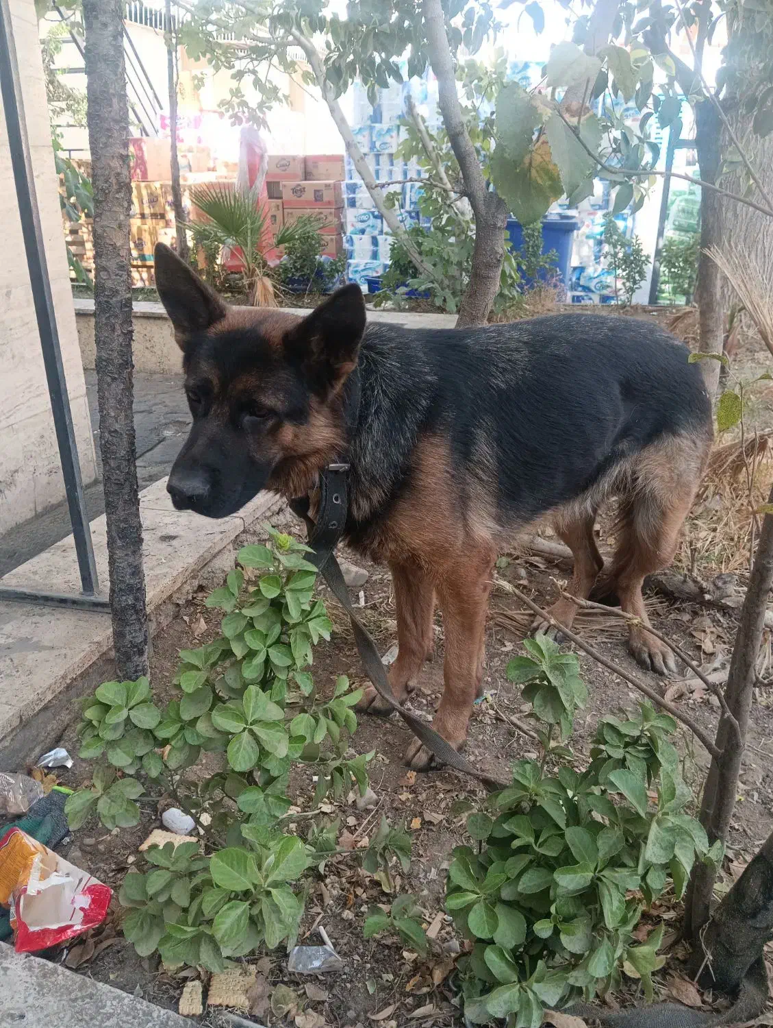 سگ نگهبان نژاد ژرمن|سگ|تهران, شهرک استقلال|دیوار